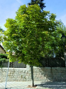 Castano-de-Indias-5 Castano-de-Indias-5